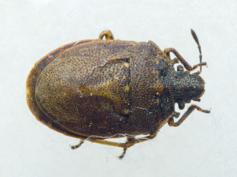 Podops (Podops) inunctus (Fabricius, 1775)